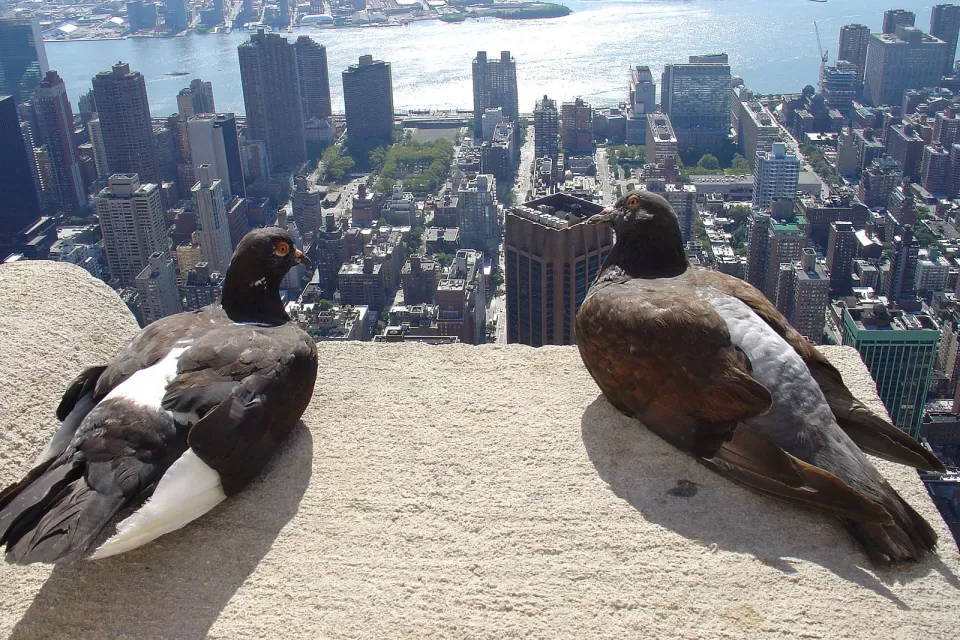 Pigeons on the Empire State Building, New York City, USA.